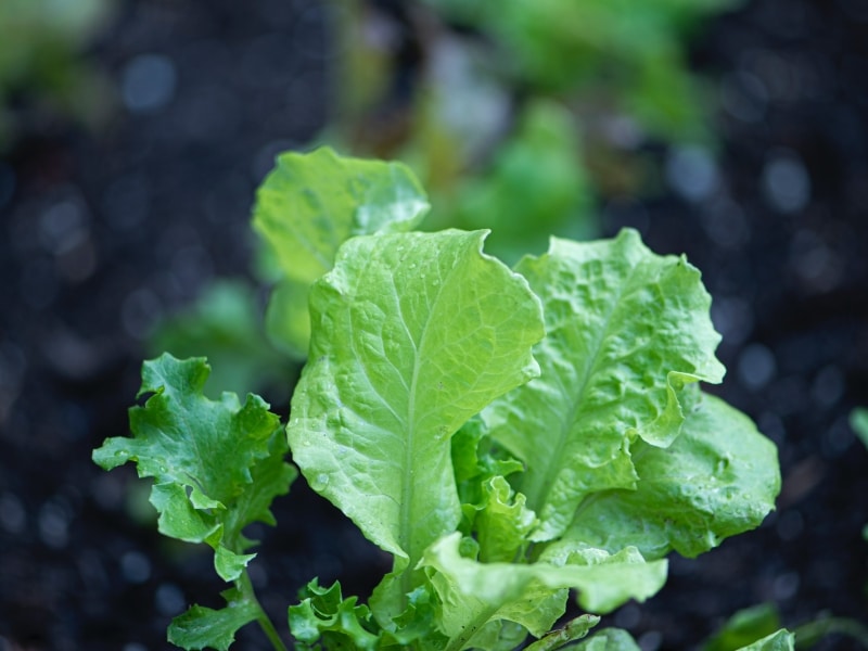 bright green baby lettuce growing in black soil